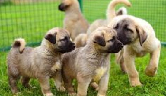 KÖPEKLERİNİZİ DİĞER CANLILAR İLE TANIŞTIRMA