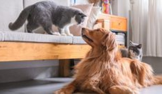 KÖPEKLERDE DUYARSIZLAŞTIRMA EĞİTİMİ VE ÖNEMİ