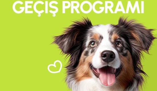 KÖPEKLERDE ÇİĞ BESİNE GEÇİŞ 