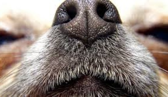 K9 İŞ KÖPEKLERİ