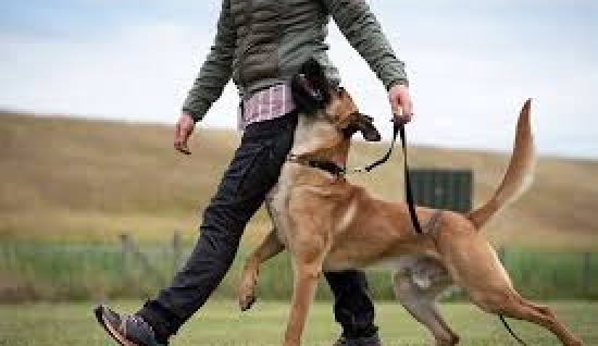 KÖPEKLERDE EĞİTİM TEKRARI