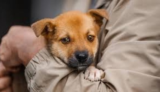 KÖPEKLERDE ALGI SORUNU ÇÖZÜMLERİ