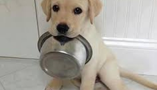 KÖPEKLERDE MAMA DEĞİŞİMİNDE DİKKAT EDİLMESİ GEREKENLER