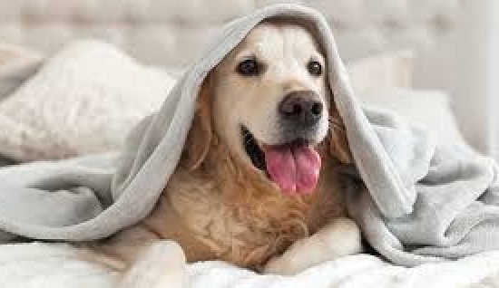 KÖPEK BAKIMI