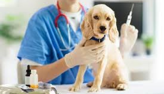 KÖPEKLERDE VETERİNER DESTEĞİ