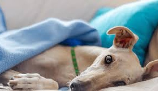 KÖPEKLERDE KISIRLAŞTIRMA