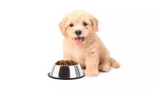 KÖPEĞİMİN MAMA SAATLERİ NASIL OLMALI