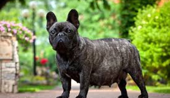 KÖPEKLERDE HAMİLELİK DÖNEMİ 
