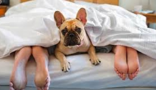 KÖPEĞİMİZLE BİRLİKTE UYUMAK