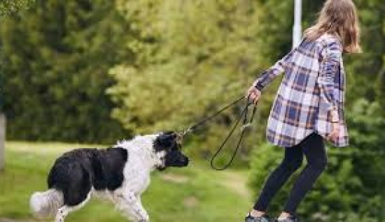 KÖPEKLERDE ÇEKİŞTİRME DAVRANIŞI