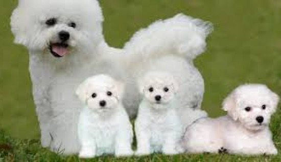 TÜY DÖKMEYEN BAZI KÖPEK ÖNERİLER