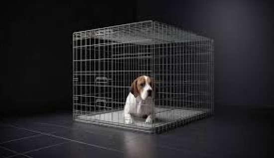 KÖPEKLERDE İDAAL KAFES ÖLÇÜLERİ