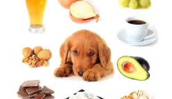KÖPEKLERDE YANLIŞ BESLENME