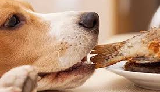 KÖPEKLERDE EV YEMEĞİNİN ZARARLARI