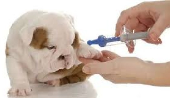 KÖPEKLERDE AŞI DÖNEMİ VE ÖNEMİ