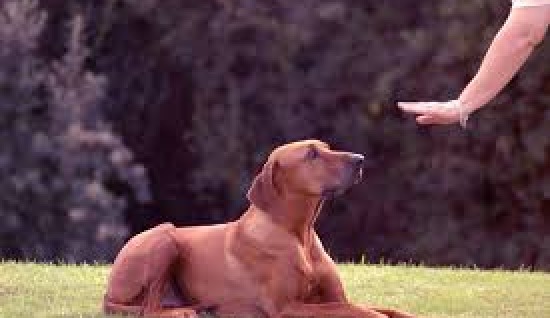 KÖPEKLERDE PROFESYÖNEL EĞİTİMİN ÖNEMİ
