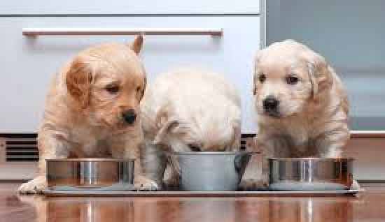 YAVRU KÖPEKLERDE KURU MAMAYA BAŞLAMA 