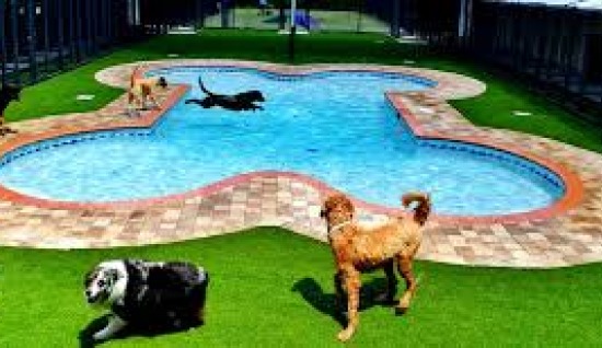 KÖPEK OTELİ