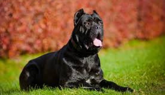 KÖPEKLER VE İNSANLAR ARASINDAKİ HİYERARŞİ