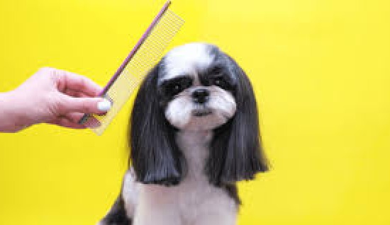 KÖPEK TÜY VE VÜCUT BAKIMI