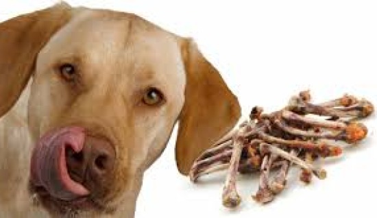 KÖPEKLERDE TAVUK ETİ ve KEMİĞİ