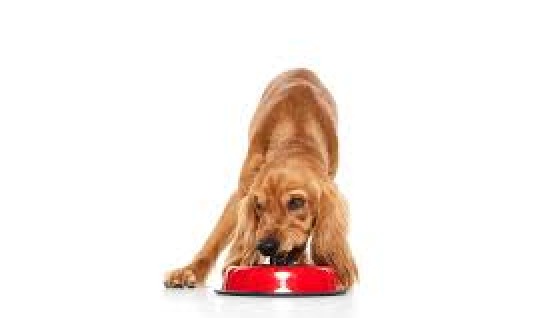 KÖPEKLERDE EŞYA SAKLAMA DAVRANIŞI