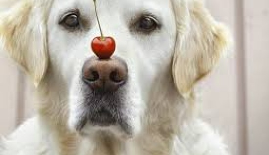 KÖPEKLERDE BURUN NEDEN ÖNEMLİ
