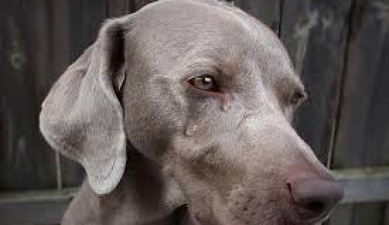 KÖPEKLERDE STRES VE BELİRTİLERİ