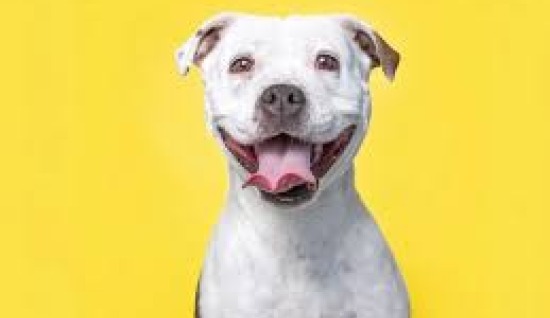 MUTLU KÖPEKLERİN BAZI DAVRANIŞLARI