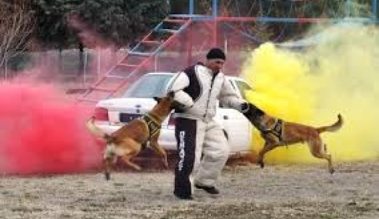 ASAYİŞ KORUMA KÖPEKLERİ