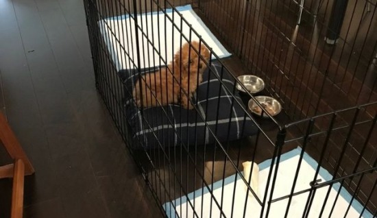 KÖPEKLERDE TUVALET ALIŞKANLIĞI