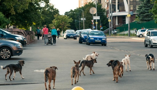KÖPEKLERDE SÜRÜ PİSKOLOJİSİ