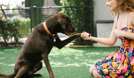KÖPEKLERDE VÜCUT DİLİNİN ÖNEMİ