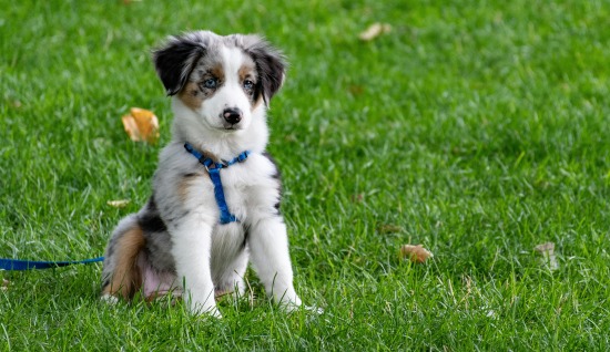 KÖPEKLERDE İLERİ İTAAT EĞİTİMİ