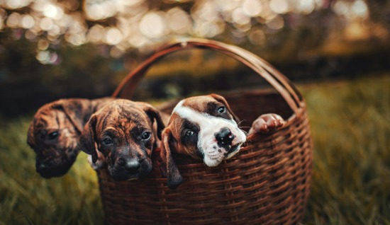 EV ORTAMINDA BESLENEBİLECEK KÖPEKLERIN BAZI ÖZELLİKLERİ