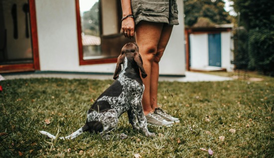 KÖPEKLERDE TEMEL İTAAT EĞİTİMİ