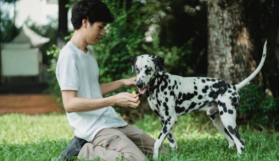 KÖPEKLERDE ALGI SORUNU 