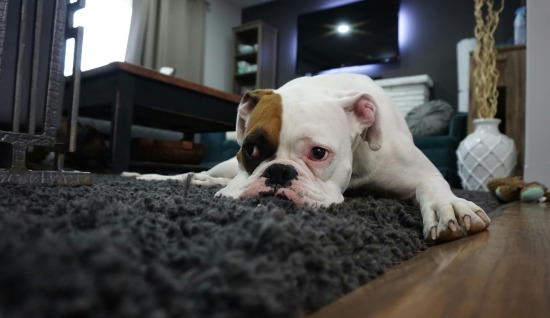 KÖPEKLERDE DAVRANIŞ BOZUKLUĞU