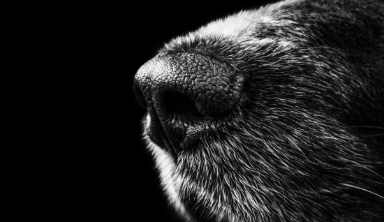 KÖPEKLERDE KOKU VE TAKİP  