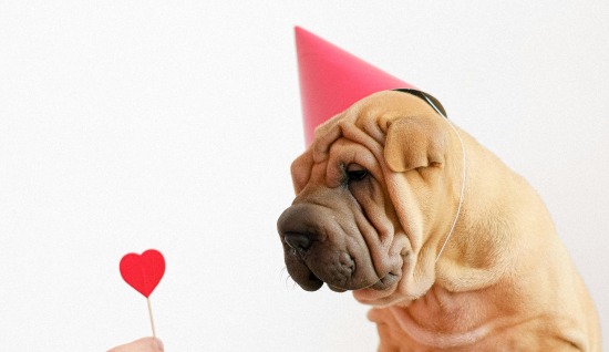 KÖPEKLERDE ODAKLANMA SORUNU