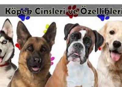 IRK DANIİŞMANLIĞI