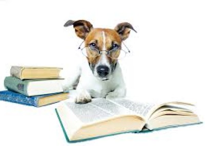 KİŞİYE ÖZEL KÖPEK EĞİTİMİ