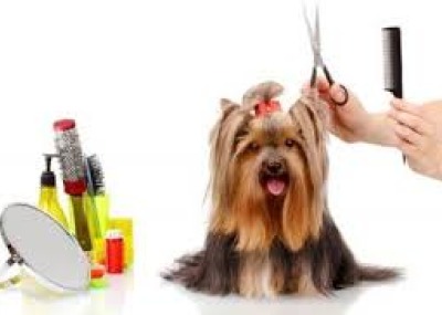 KÖPEK KUAFÖRÜ