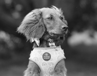 ozan şahin KÖPEK EĞİTMENİ